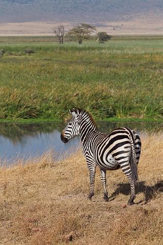 126 Tanzania, Ngorongoro Krater, zebra.jpg